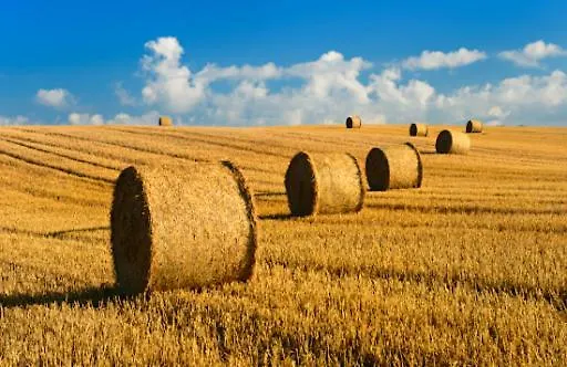 Le Clos Saint Vincent &